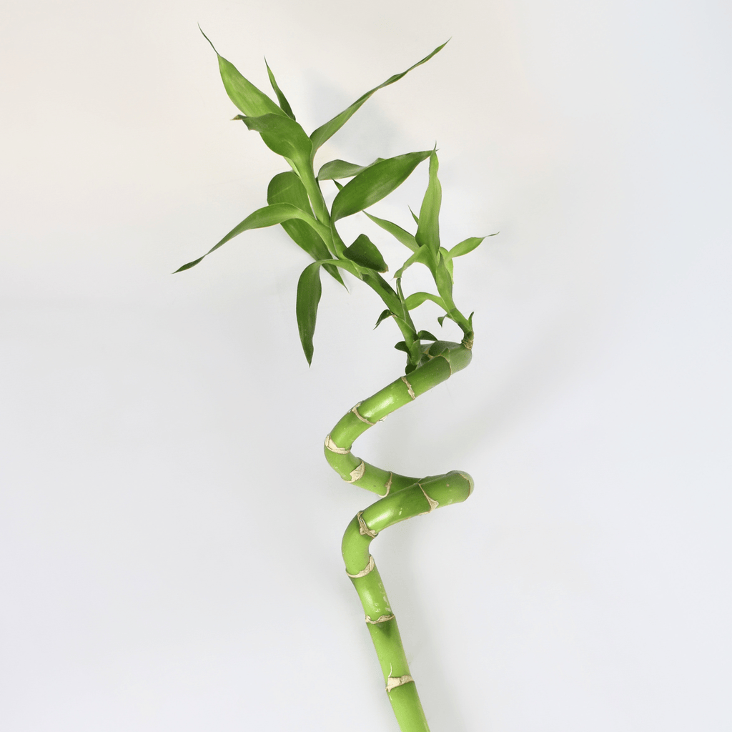 Lucky Bamboo Twists Water Plant – Medium - Cheeky Garden