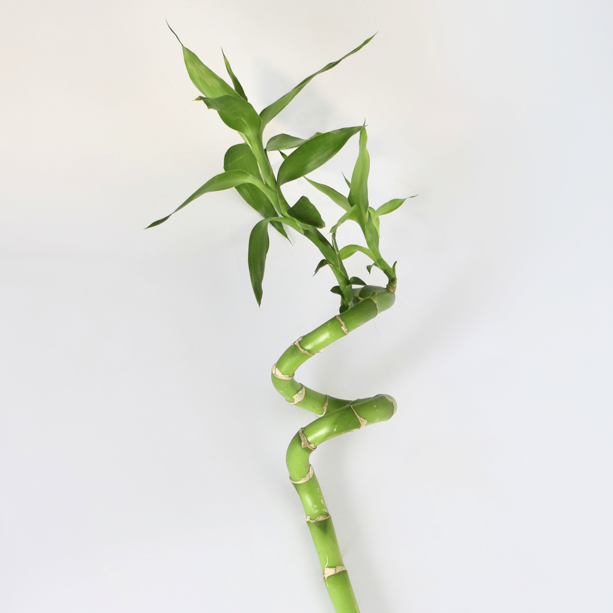 Lucky Bamboo Twists Water Plant – Medium - Cheeky Garden