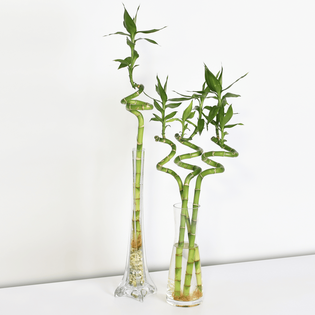 Lucky Bamboo Twists Water Plant – Medium - Cheeky Garden