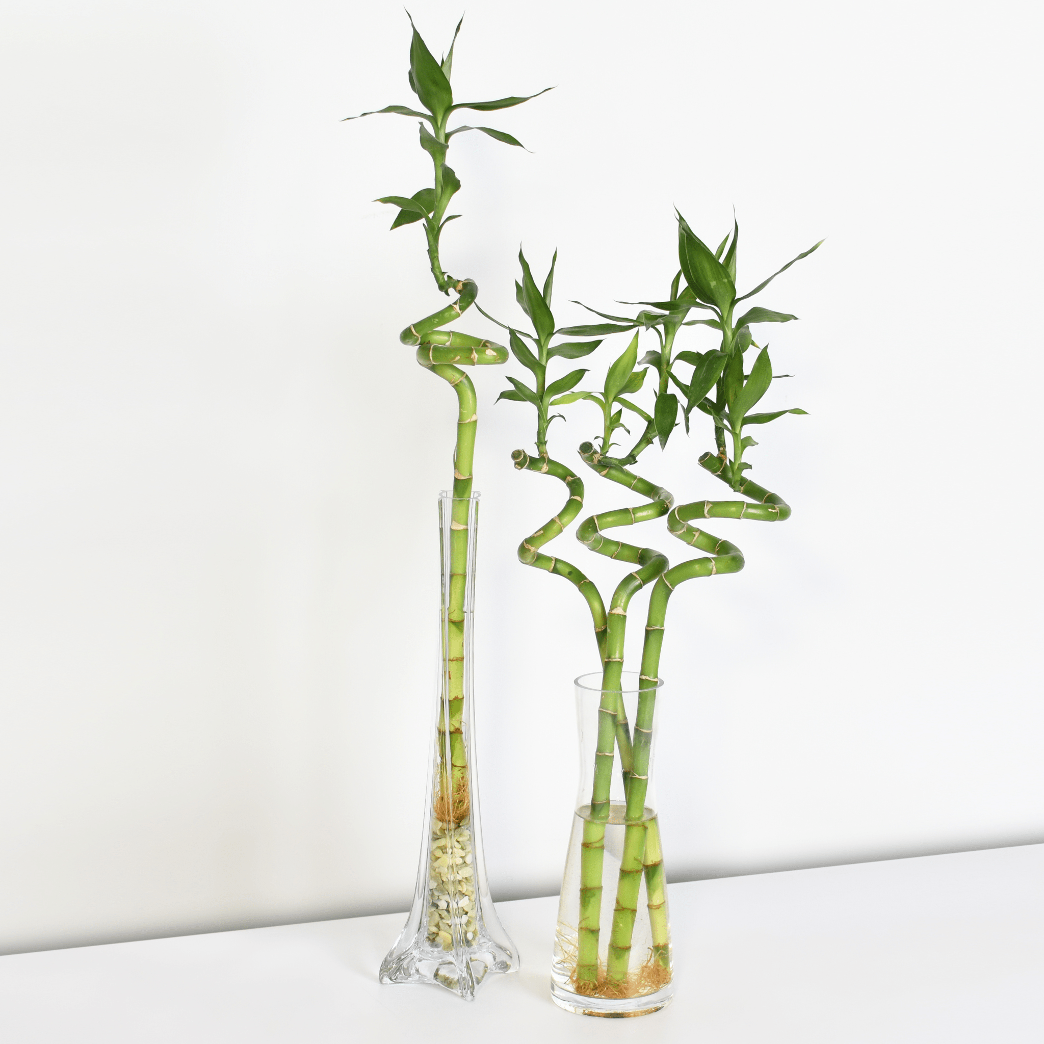 Lucky Bamboo Twists Water Plant – Medium - Cheeky Garden