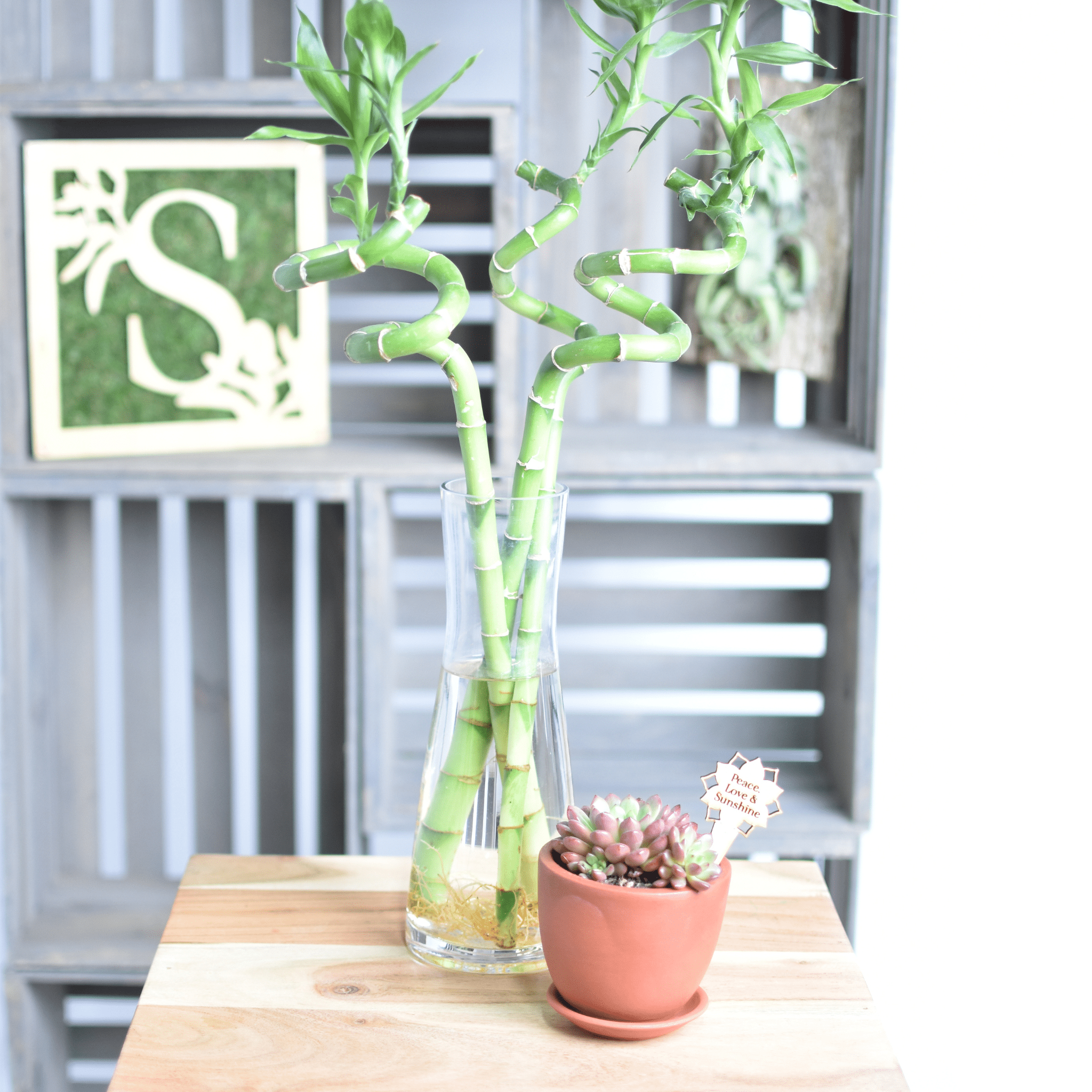 Lucky Bamboo Twists Water Plant – Medium - Cheeky Garden
