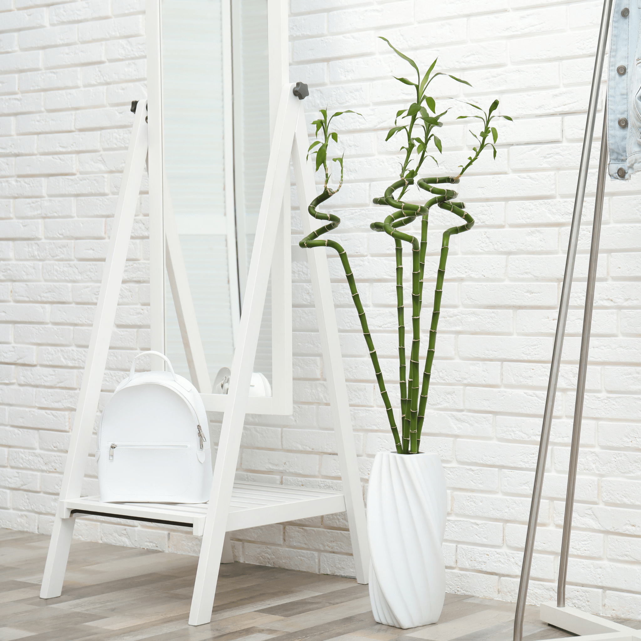 Lucky Bamboo Twists Water Plant – Medium - Cheeky Garden
