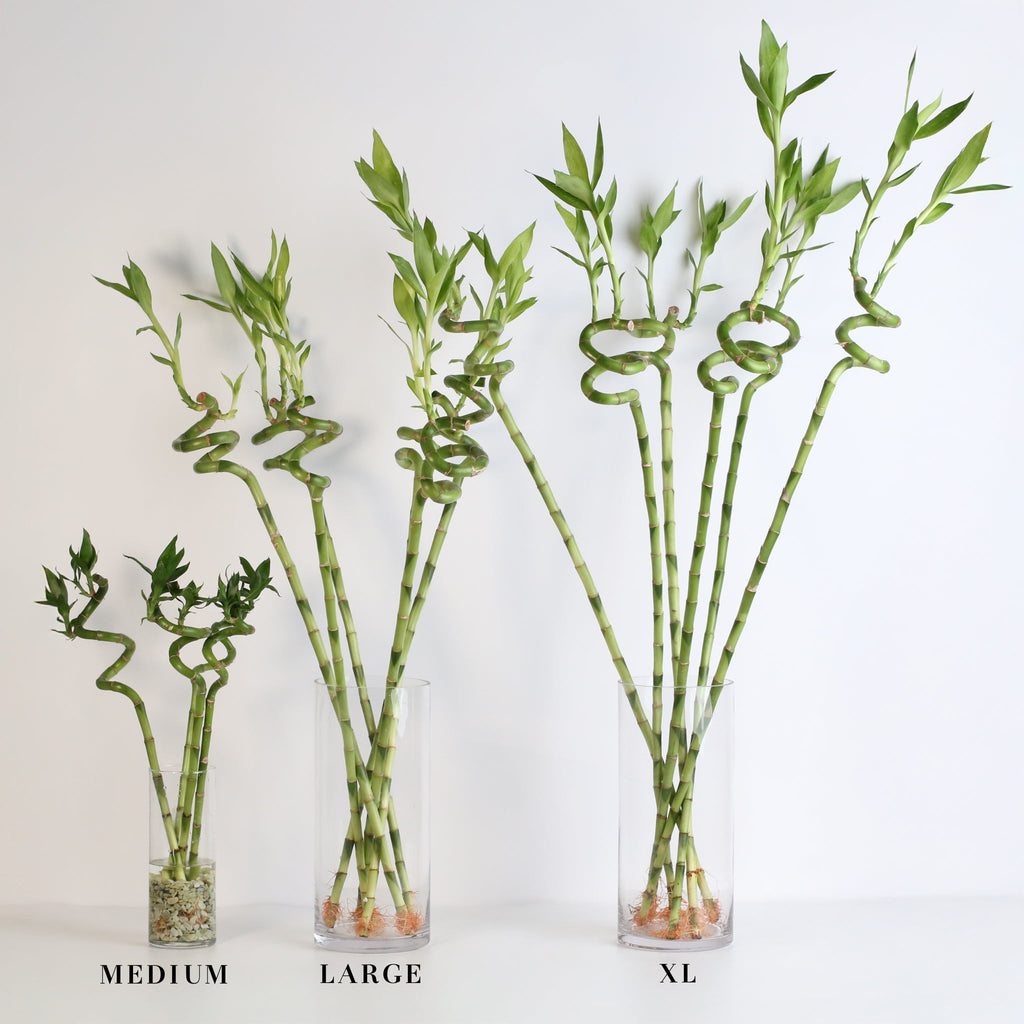 Lucky Bamboo Twists Water Plant – Medium - Cheeky Garden