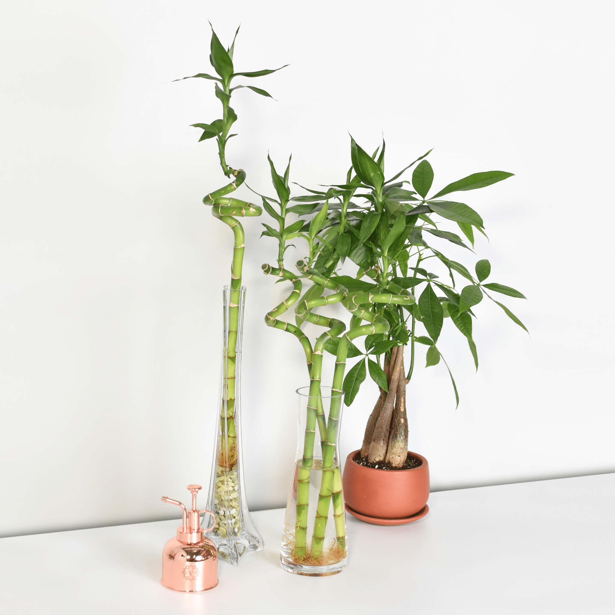 Lucky Bamboo Twists Water Plant – Medium - Cheeky Garden
