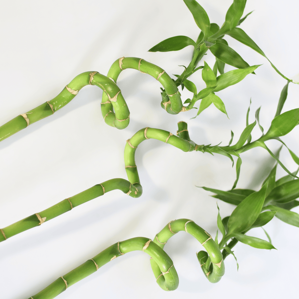 Lucky Bamboo Twists Water Plant – Medium - Cheeky Garden