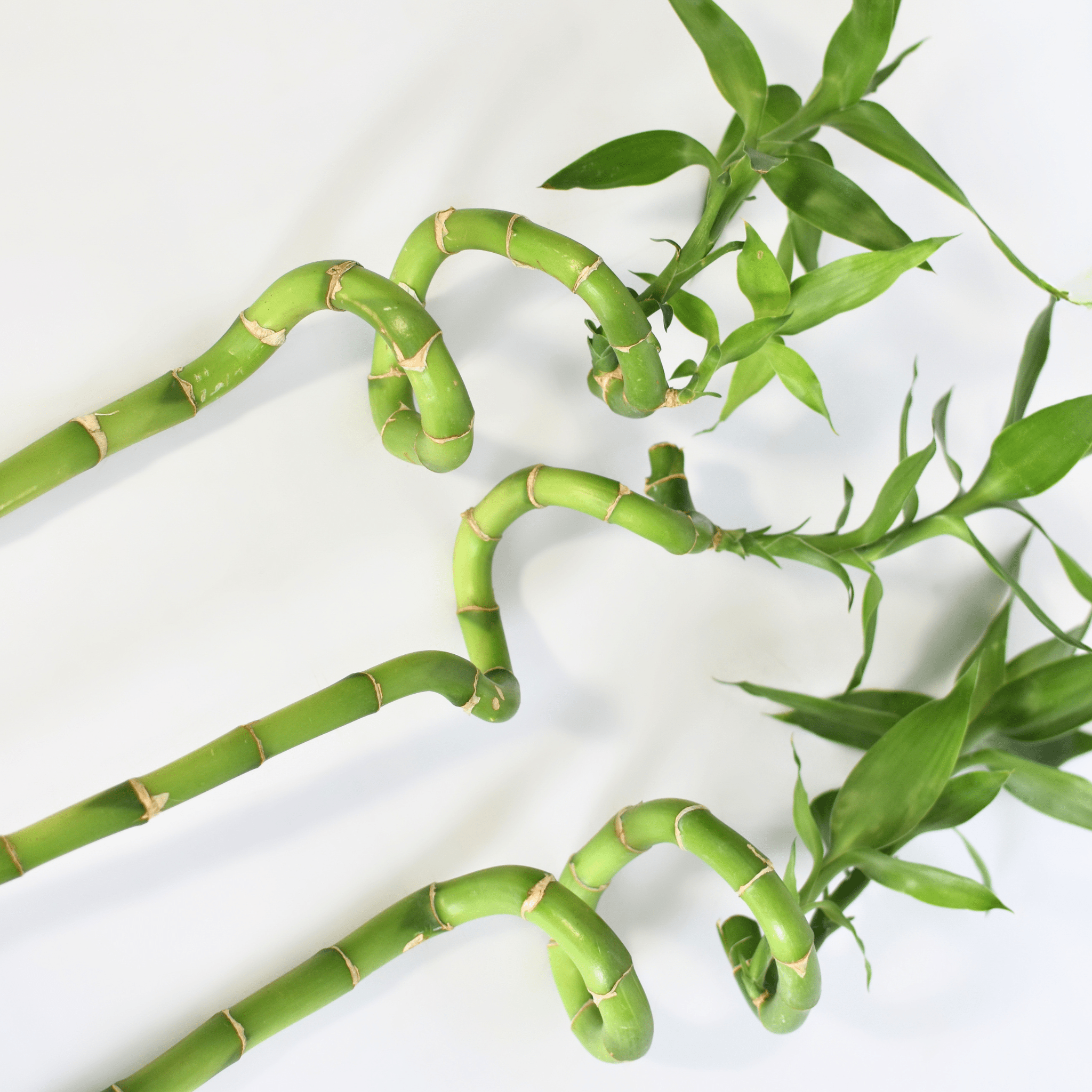 Lucky Bamboo Twists Water Plant – Medium - Cheeky Garden