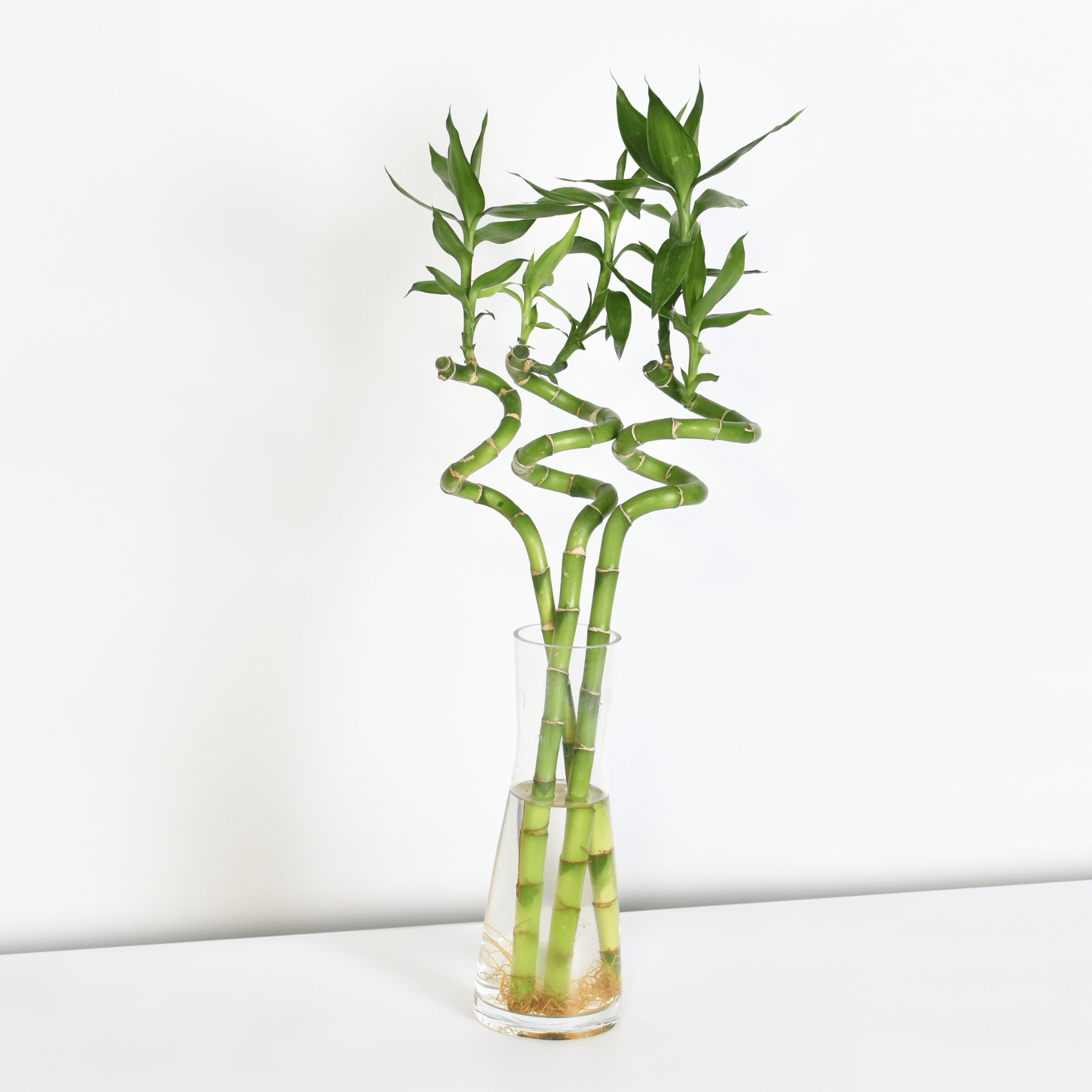 Lucky Bamboo Twists Water Plant – Medium - Cheeky Garden