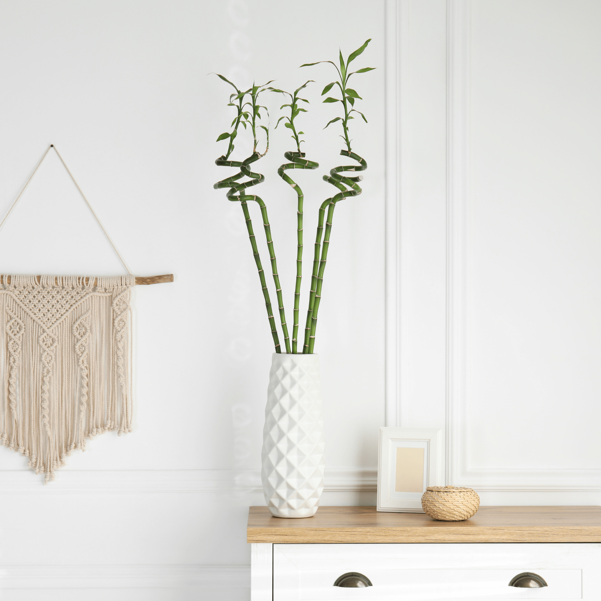 Lucky Bamboo Twists Water Plant – Medium - Cheeky Garden