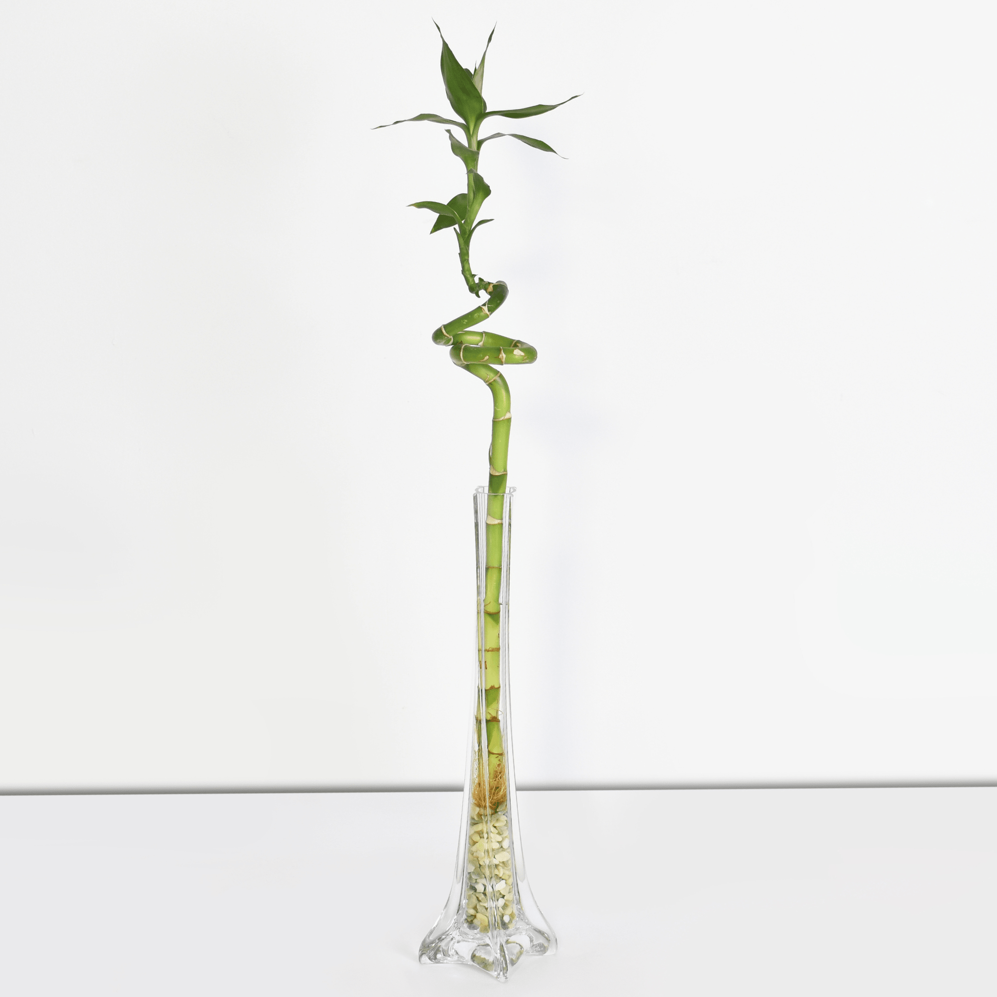 Lucky Bamboo Twists Water Plant – Medium - Cheeky Garden