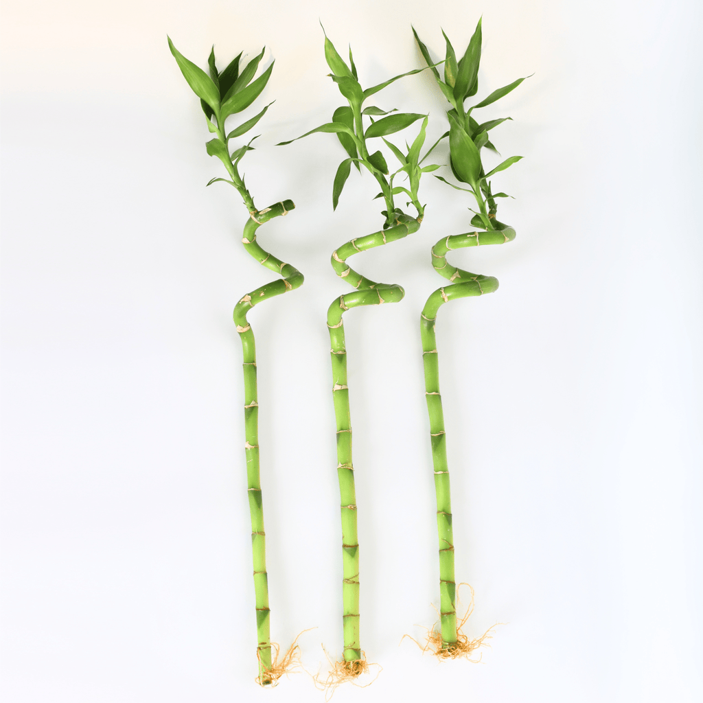 Lucky Bamboo Twists Water Plant – Medium - Cheeky Garden