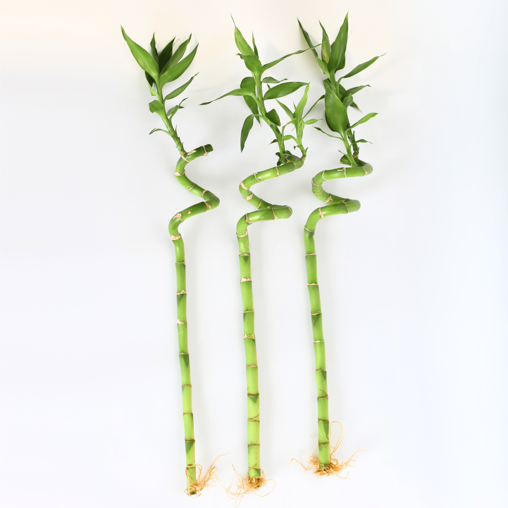 Lucky Bamboo Twists Water Plant – Medium - Cheeky Garden