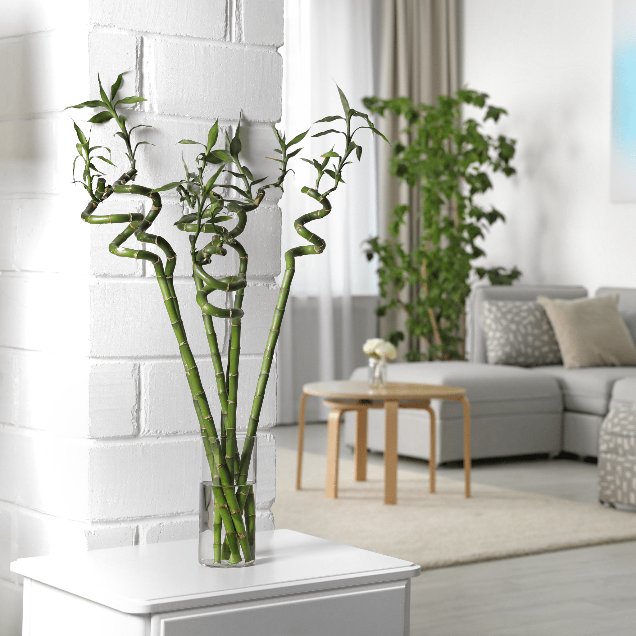 Lucky Bamboo Twists Water Plant – Medium - Cheeky Garden