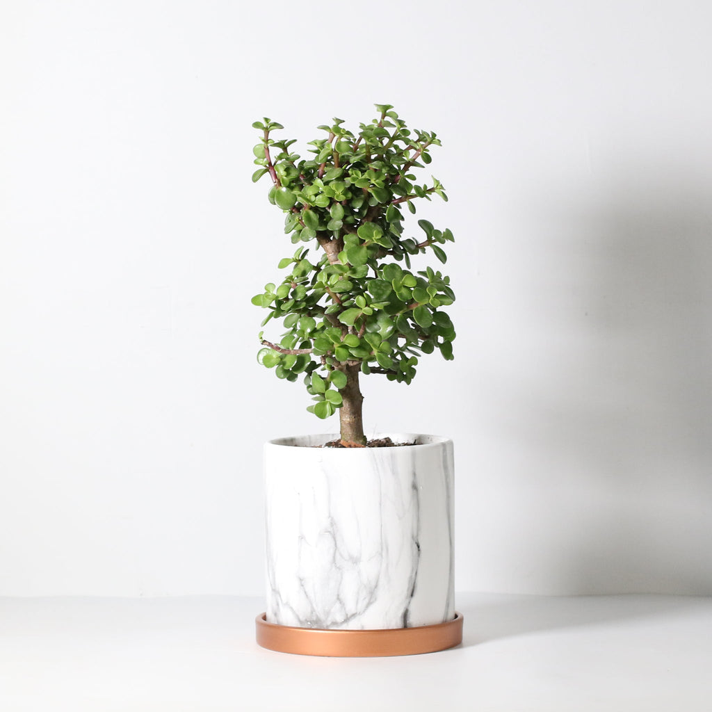 Lucky Jade Bonsai Tree (Crassula ovata) - Cheeky Garden