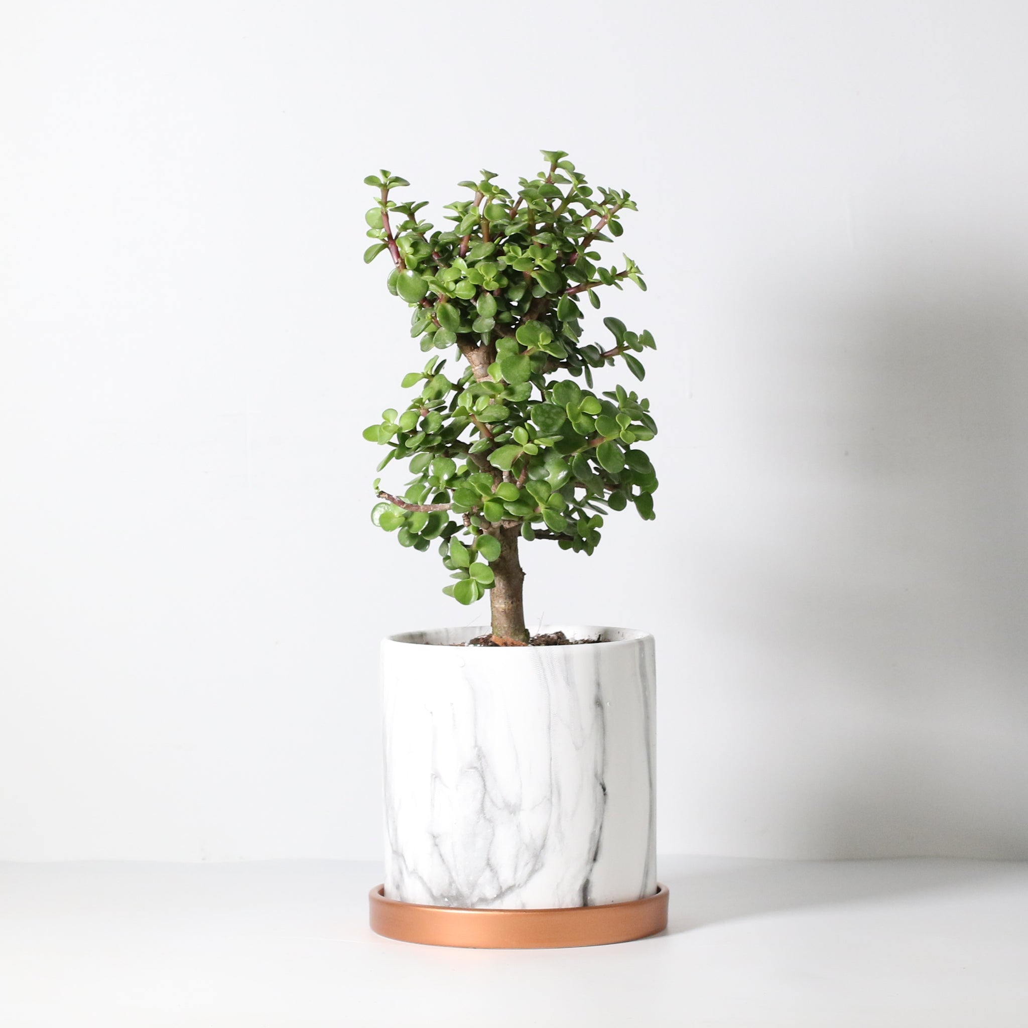 Lucky Jade Bonsai Tree (Crassula ovata) - Cheeky Garden