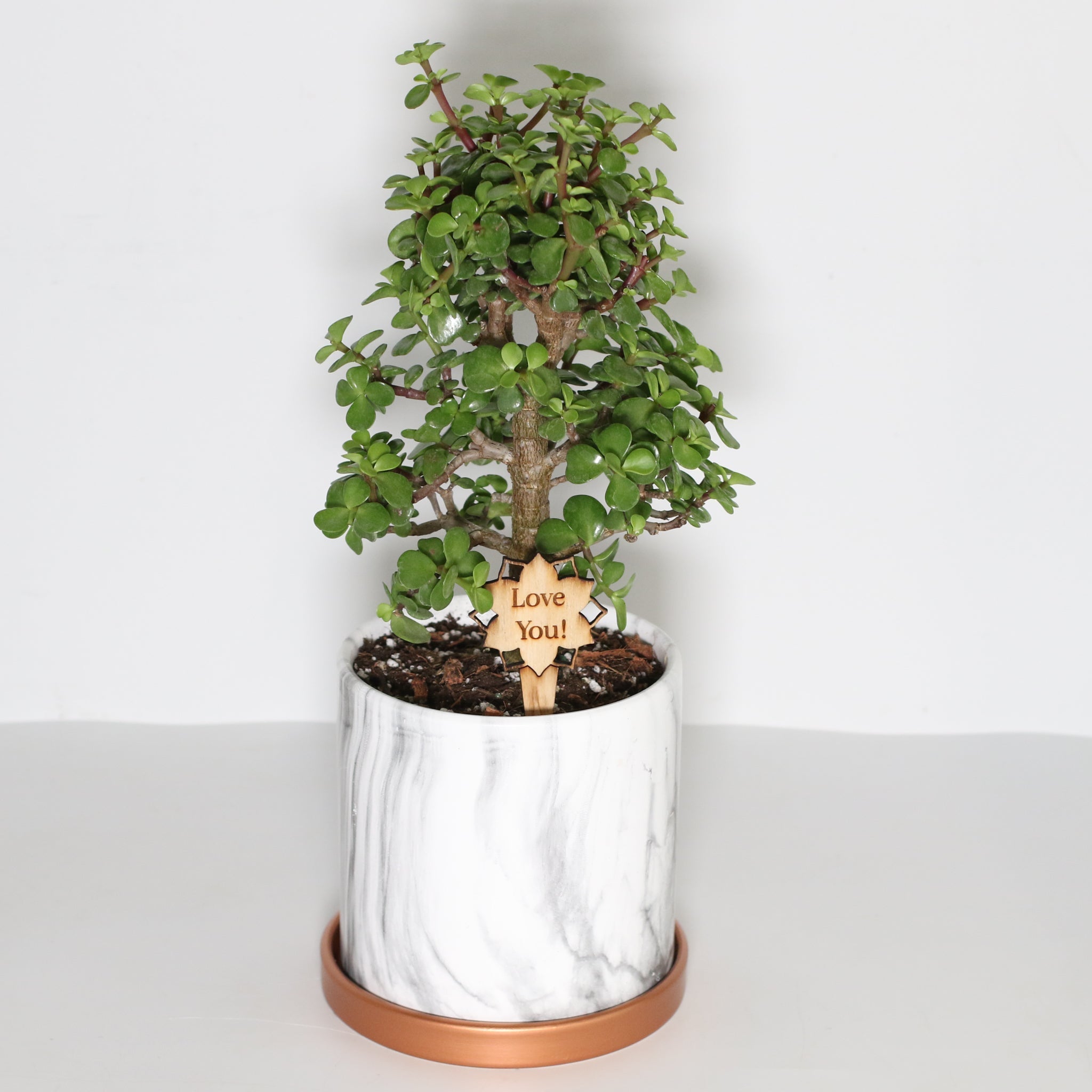 Lucky Jade Bonsai Tree (Crassula ovata) - Cheeky Garden