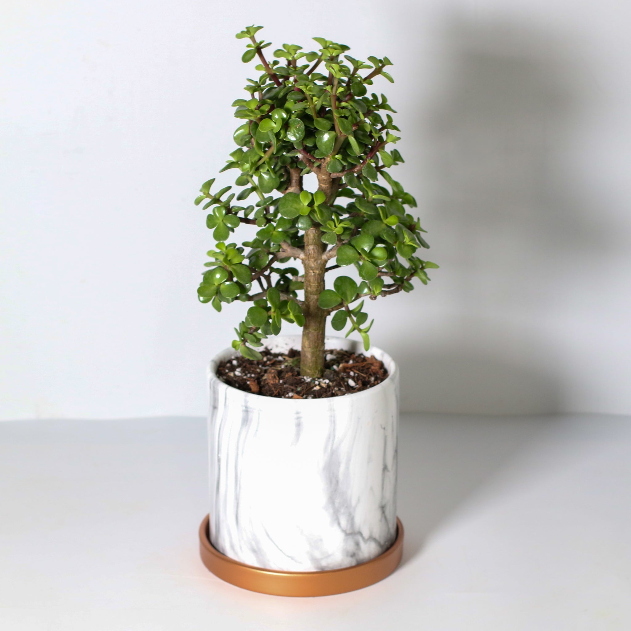 Lucky Jade Bonsai Tree (Crassula ovata) - Cheeky Garden