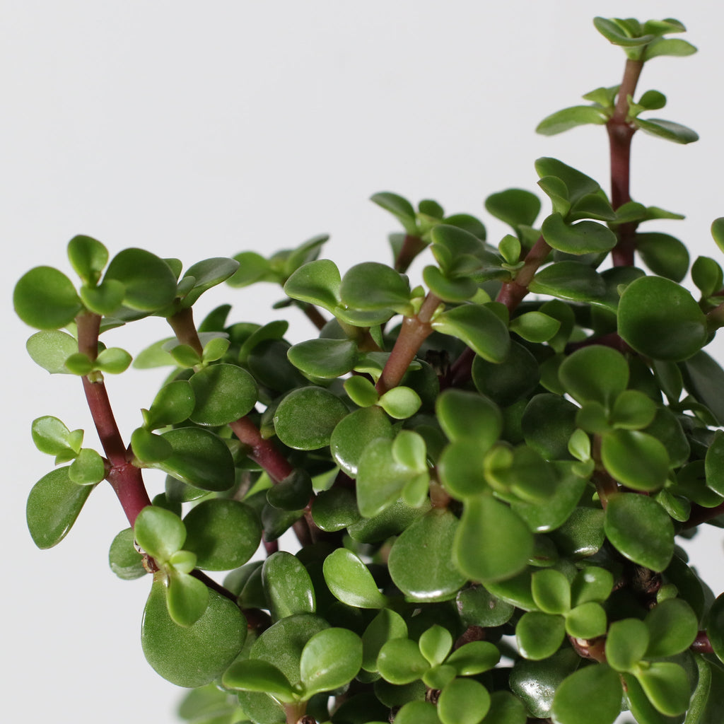 Lucky Jade Bonsai Tree (Crassula ovata) - Cheeky Garden