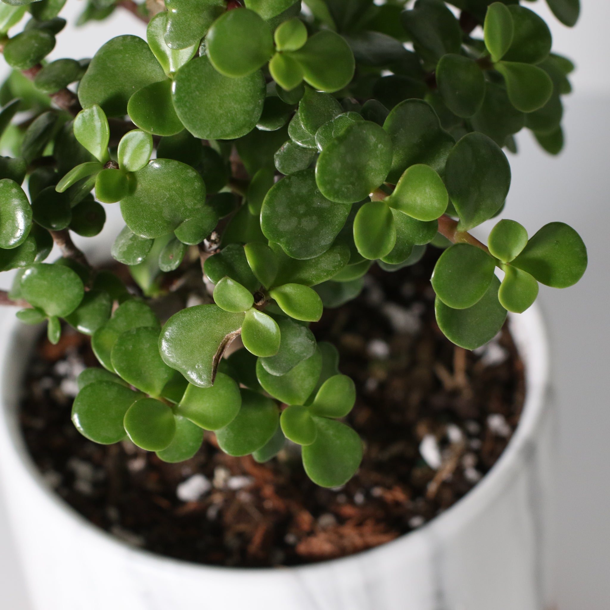 Lucky Jade Bonsai Tree (Crassula ovata) - Cheeky Garden