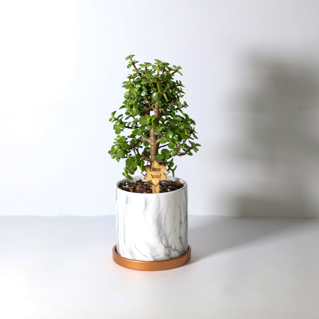 Lucky Jade Bonsai Tree (Crassula ovata) - Cheeky Garden