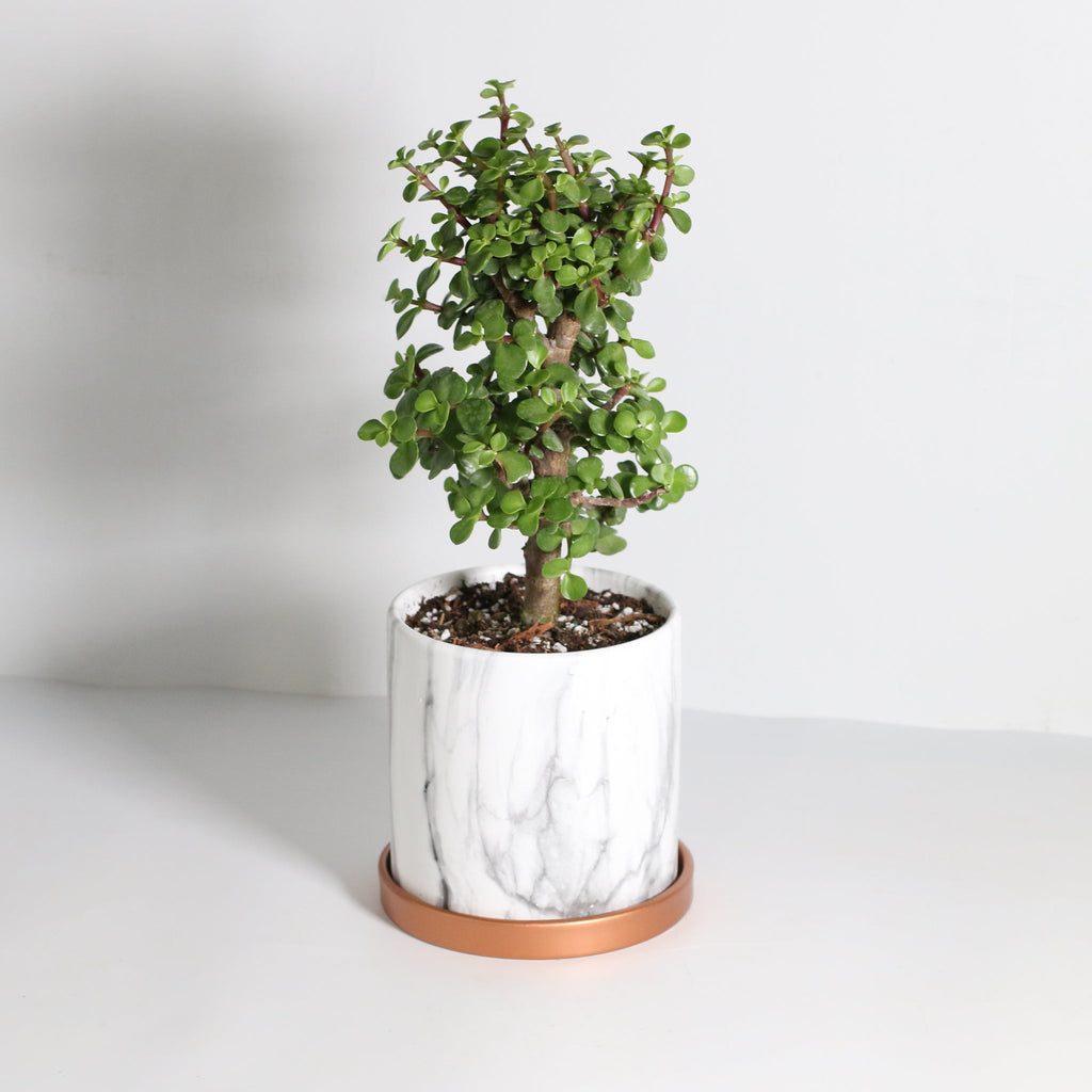 Lucky Jade Bonsai Tree (Crassula ovata) - Cheeky Garden