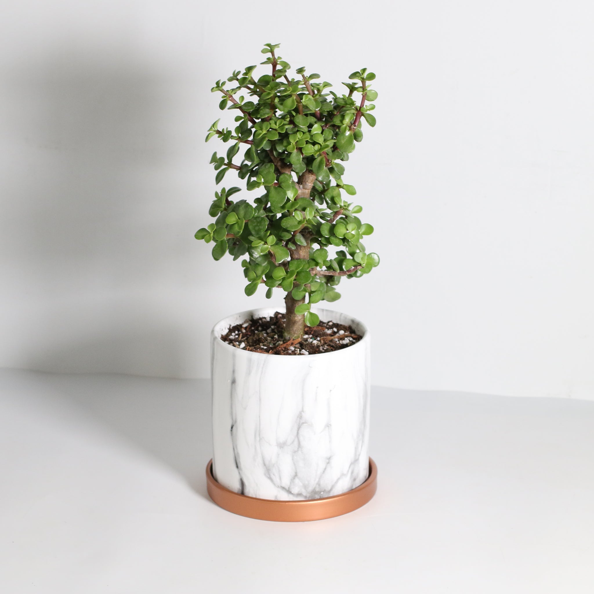 Lucky Jade Bonsai Tree (Crassula ovata) - Cheeky Garden