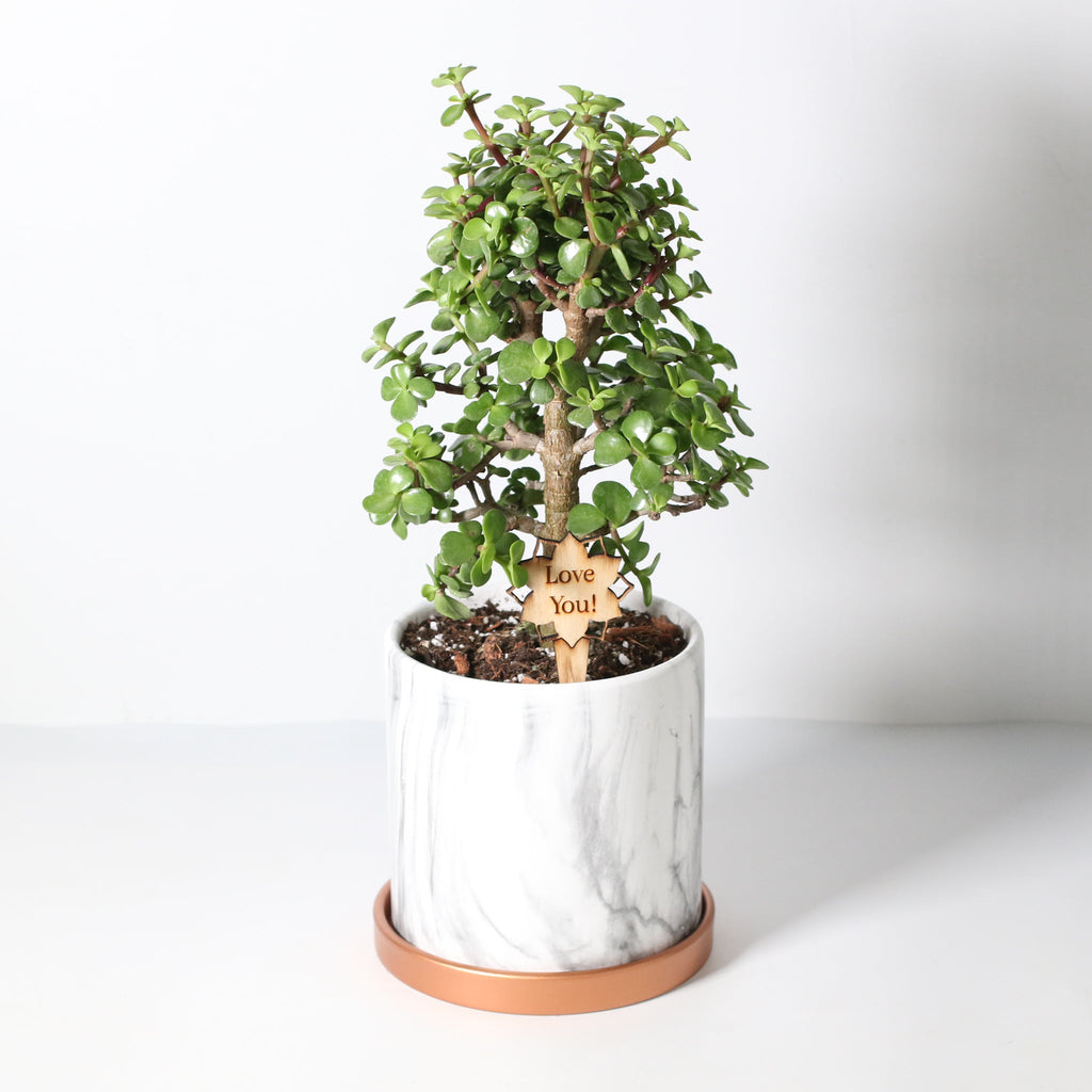 Lucky Jade Bonsai Tree (Crassula ovata) - Cheeky Garden