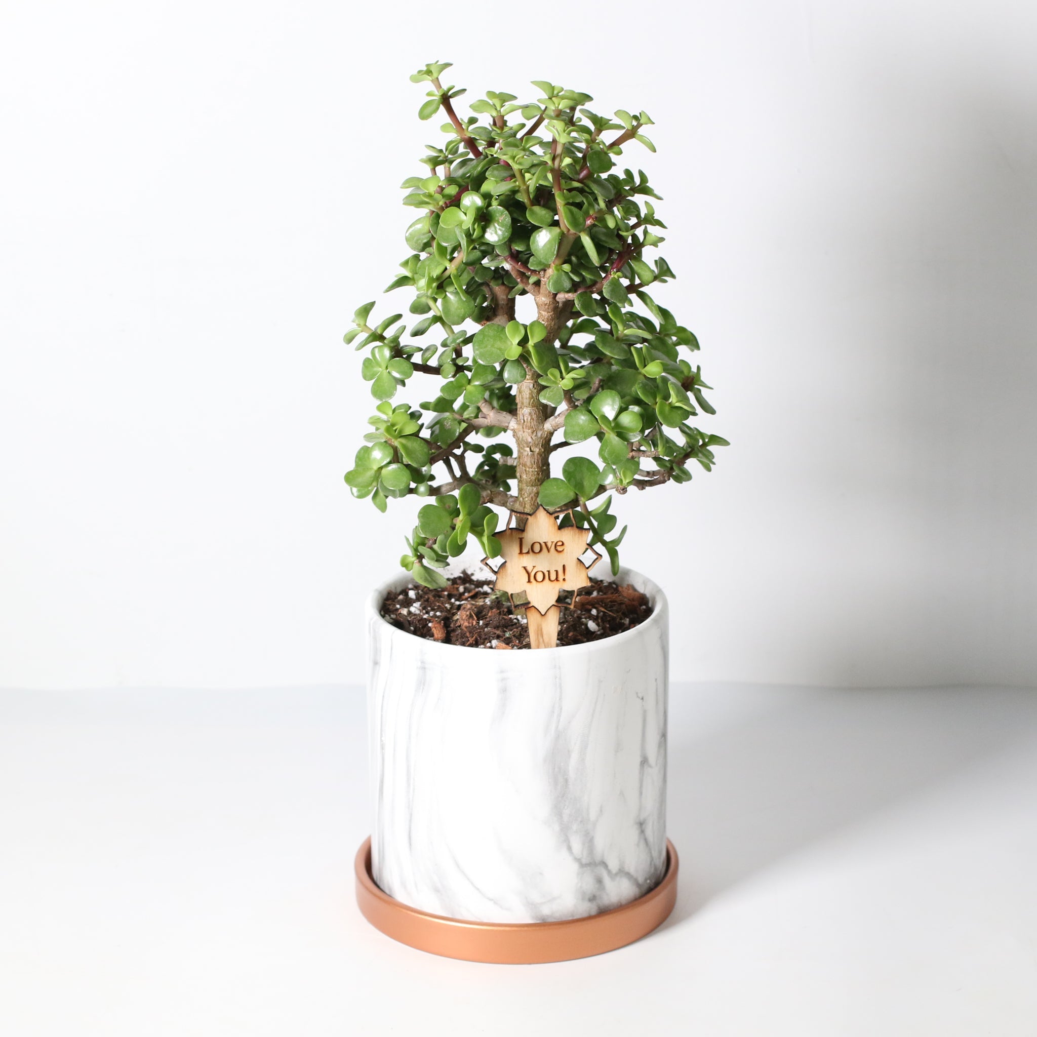 Lucky Jade Bonsai Tree (Crassula ovata) - Cheeky Garden