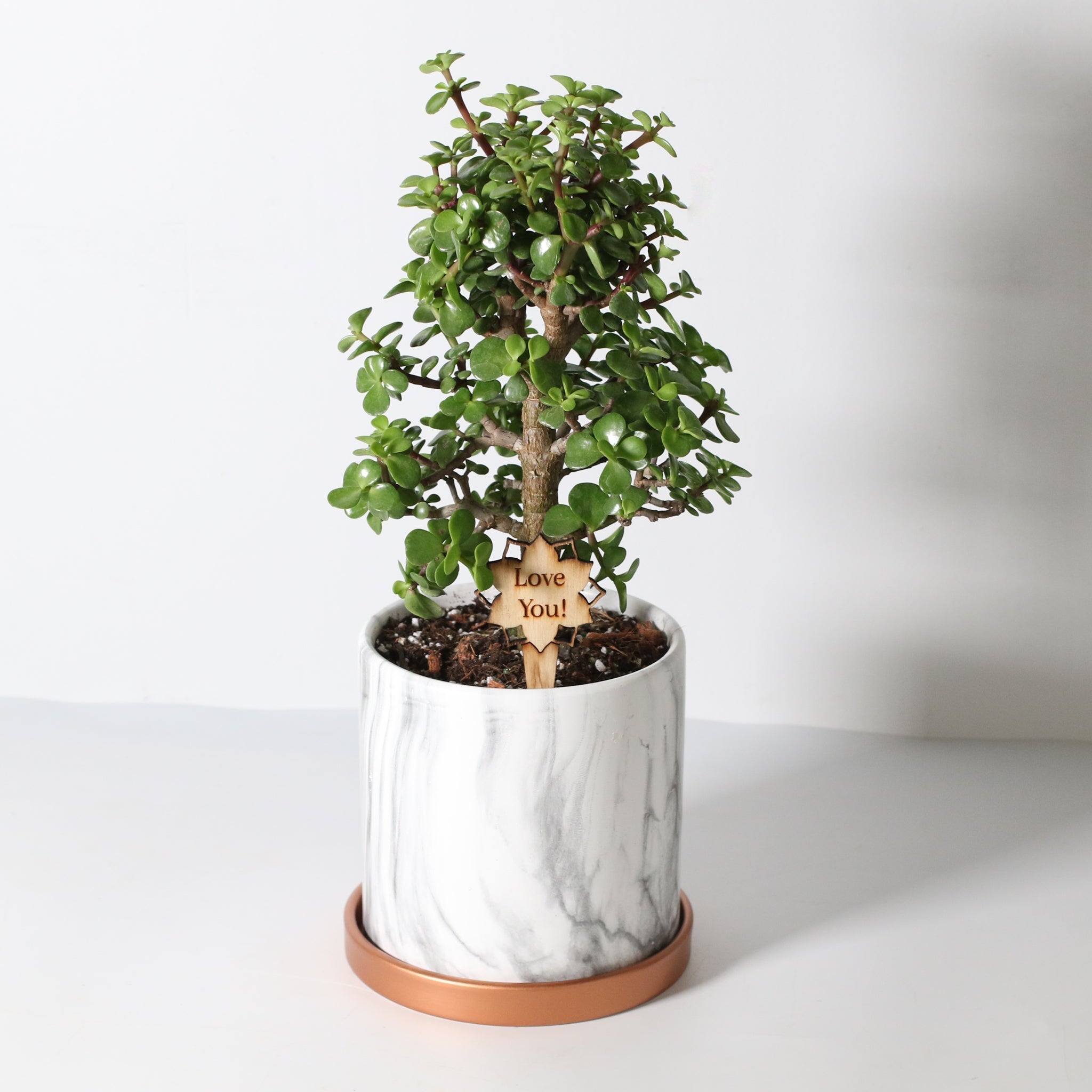 Lucky Jade Bonsai Tree (Crassula ovata) - Cheeky Garden