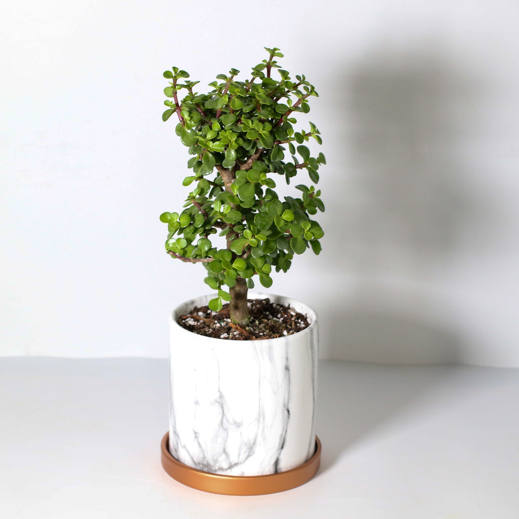 Lucky Jade Bonsai Tree (Crassula ovata) - Cheeky Garden