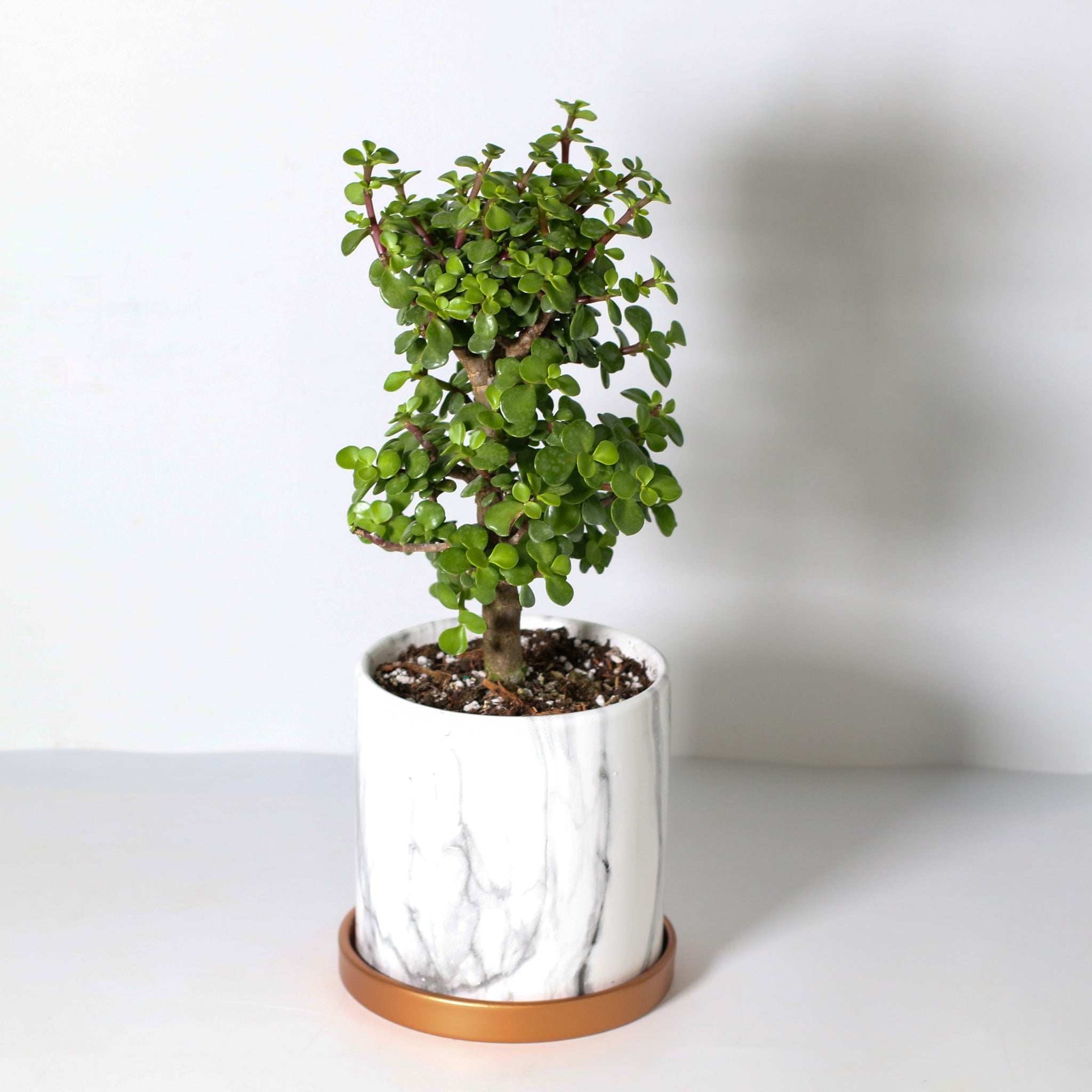 Lucky Jade Bonsai Tree (Crassula ovata) - Cheeky Garden