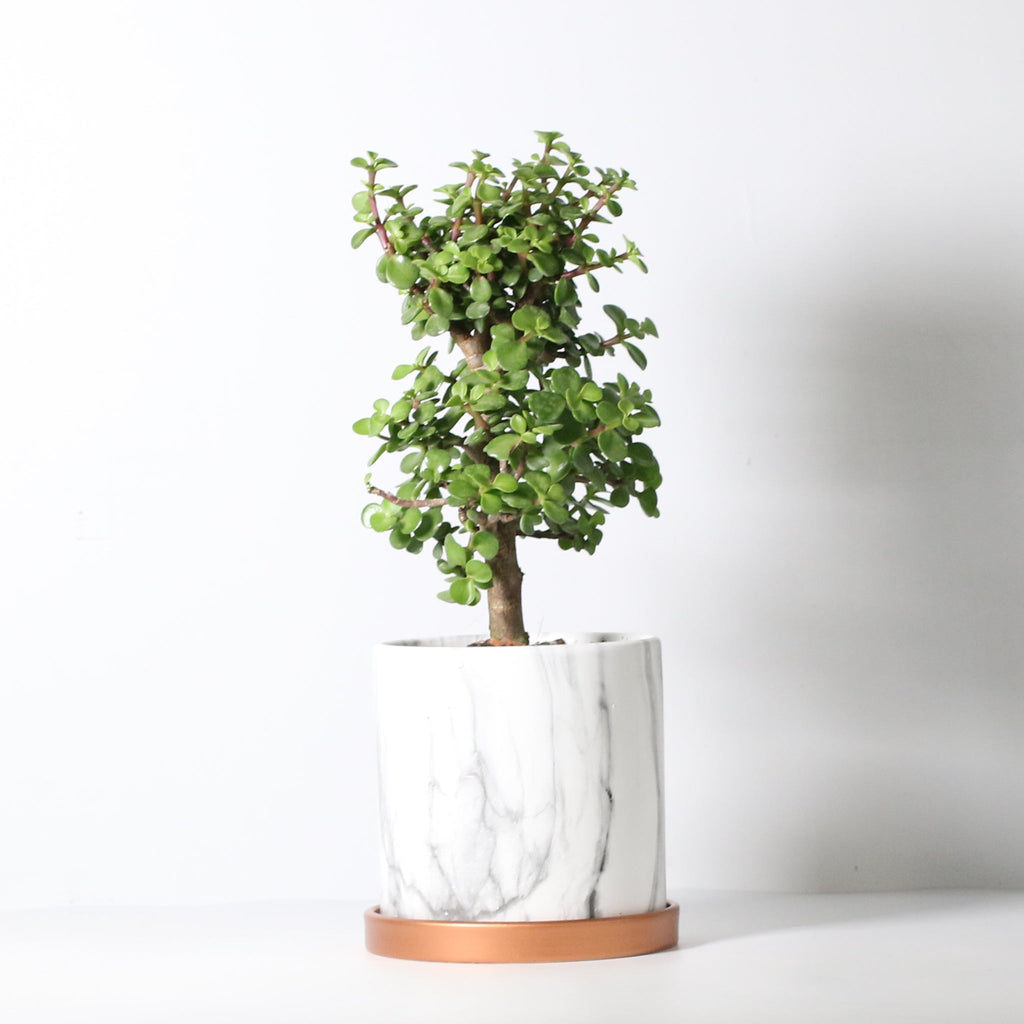 Lucky Jade Bonsai Tree (Crassula ovata) - Cheeky Garden
