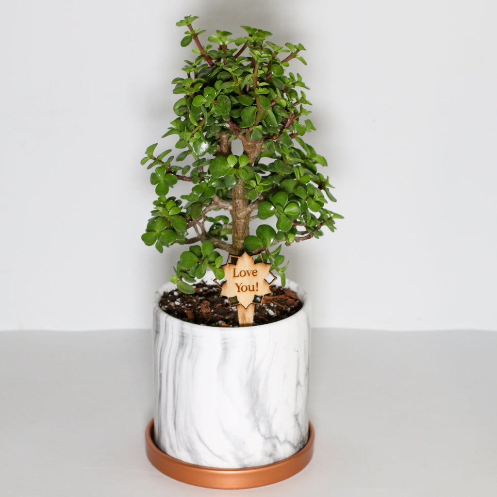 Lucky Jade Bonsai Tree (Crassula ovata) - Cheeky Garden