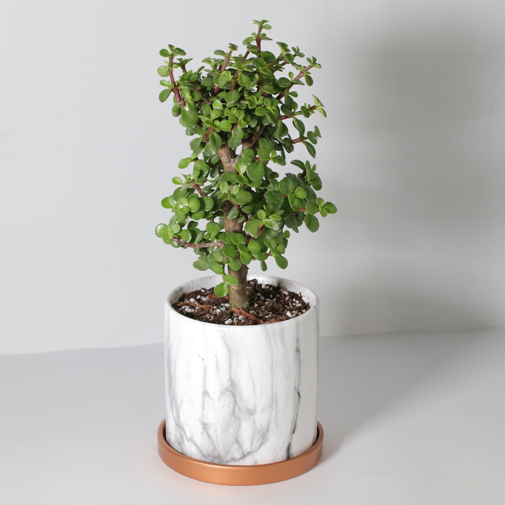 Lucky Jade Bonsai Tree (Crassula ovata) - Cheeky Garden