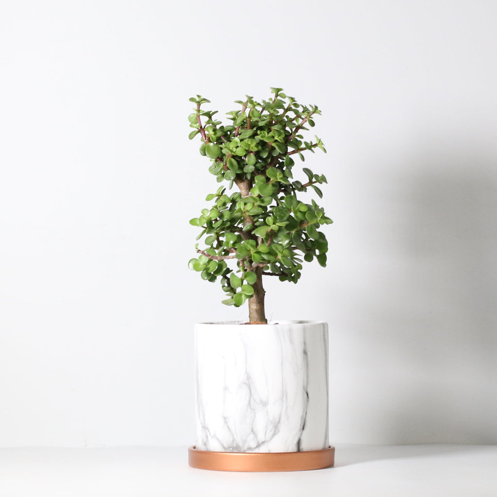 Lucky Jade Bonsai Tree (Crassula ovata) - Cheeky Garden