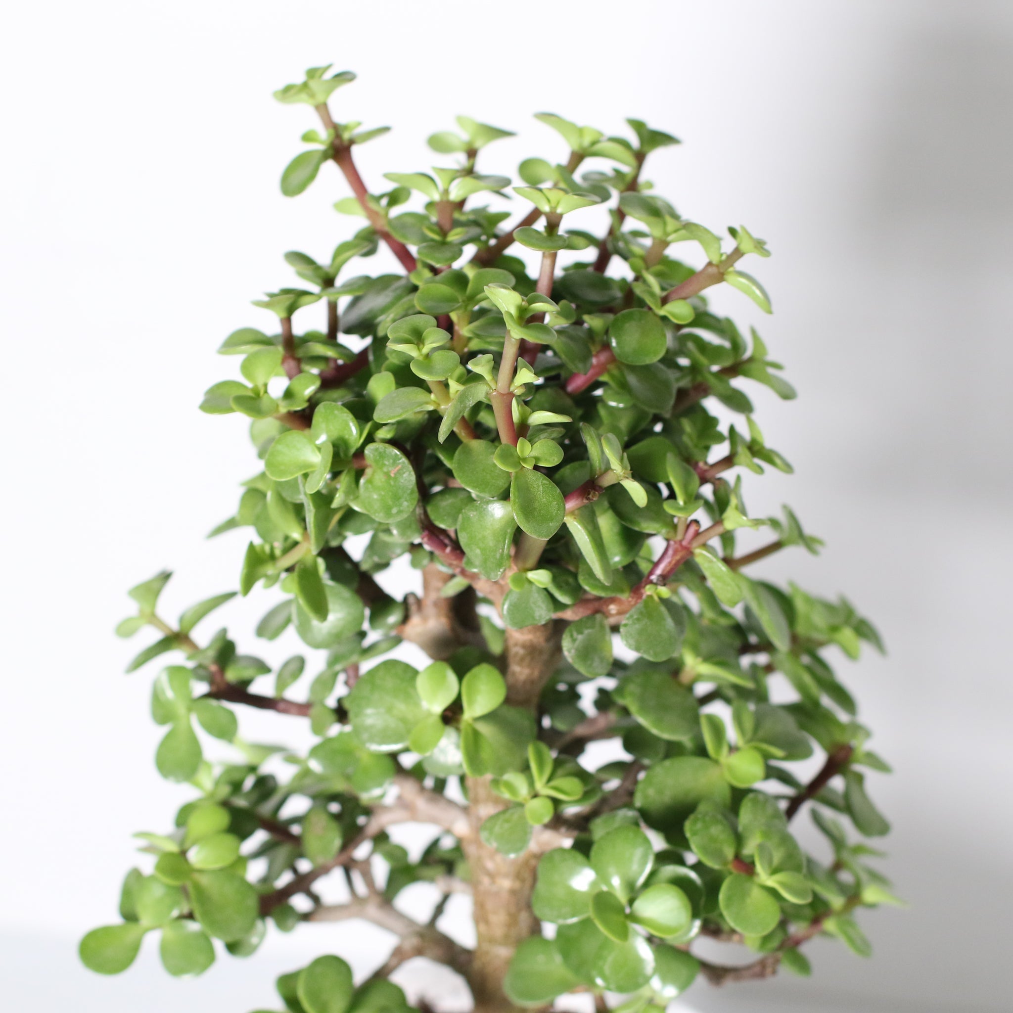 Lucky Jade Bonsai Tree (Crassula ovata) - Cheeky Garden