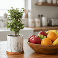 Lucky Jade Bonsai Tree (Crassula ovata) - Cheeky Garden