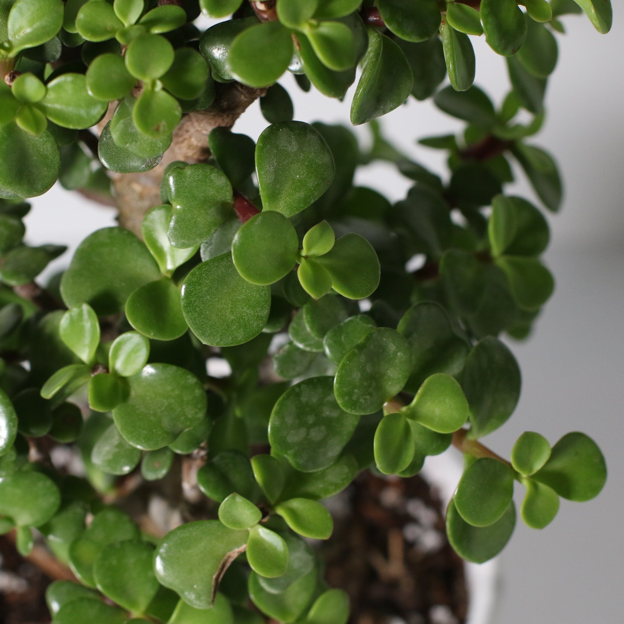 Lucky Jade Bonsai Tree (Crassula ovata) - Cheeky Garden