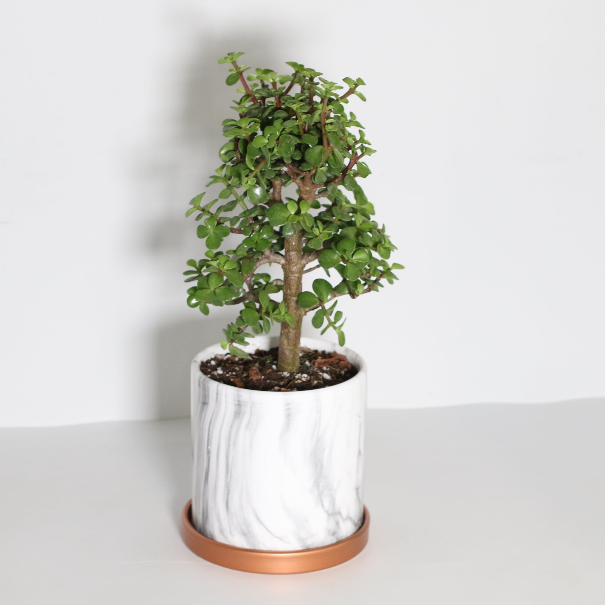 Lucky Jade Bonsai Tree (Crassula ovata) - Cheeky Garden