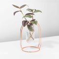 Lyfe Propagation Station – Single Tube Rose Gold - Cheeky Garden