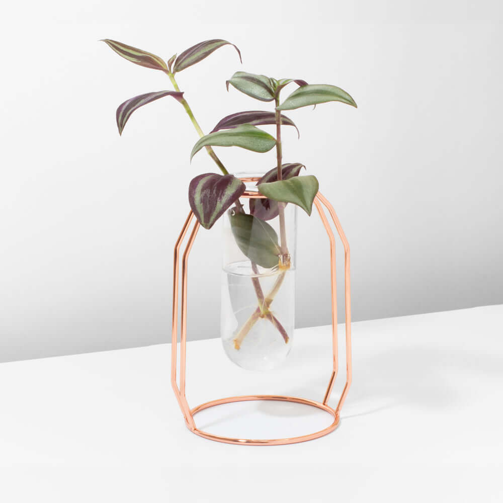 Lyfe Propagation Station – Single Tube Rose Gold - Cheeky Garden