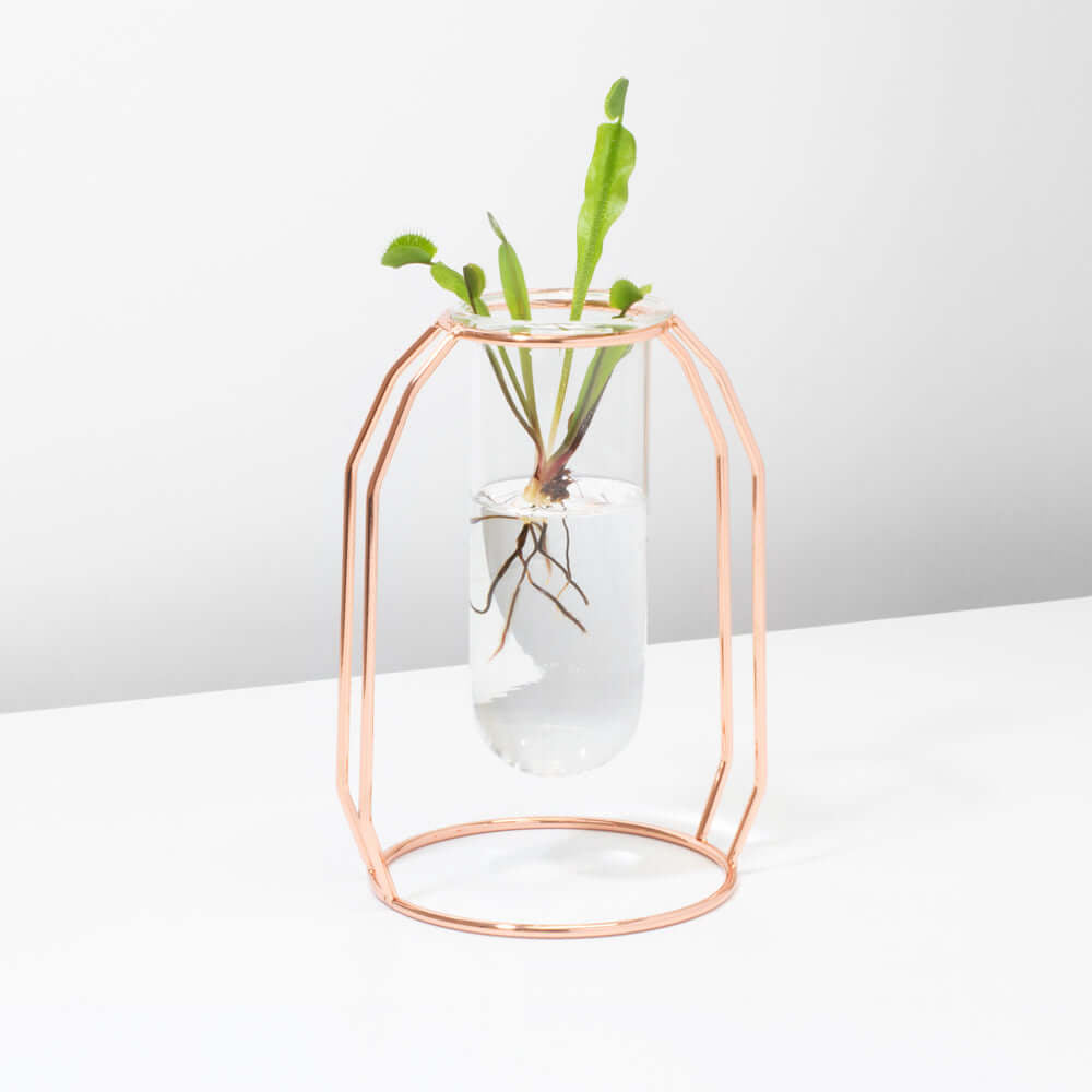 Lyfe Propagation Station – Single Tube Rose Gold - Cheeky Garden