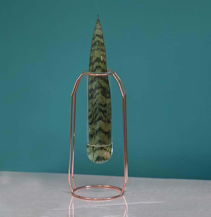 Lyfe Propagation Station – Single Tube Rose Gold - Cheeky Garden
