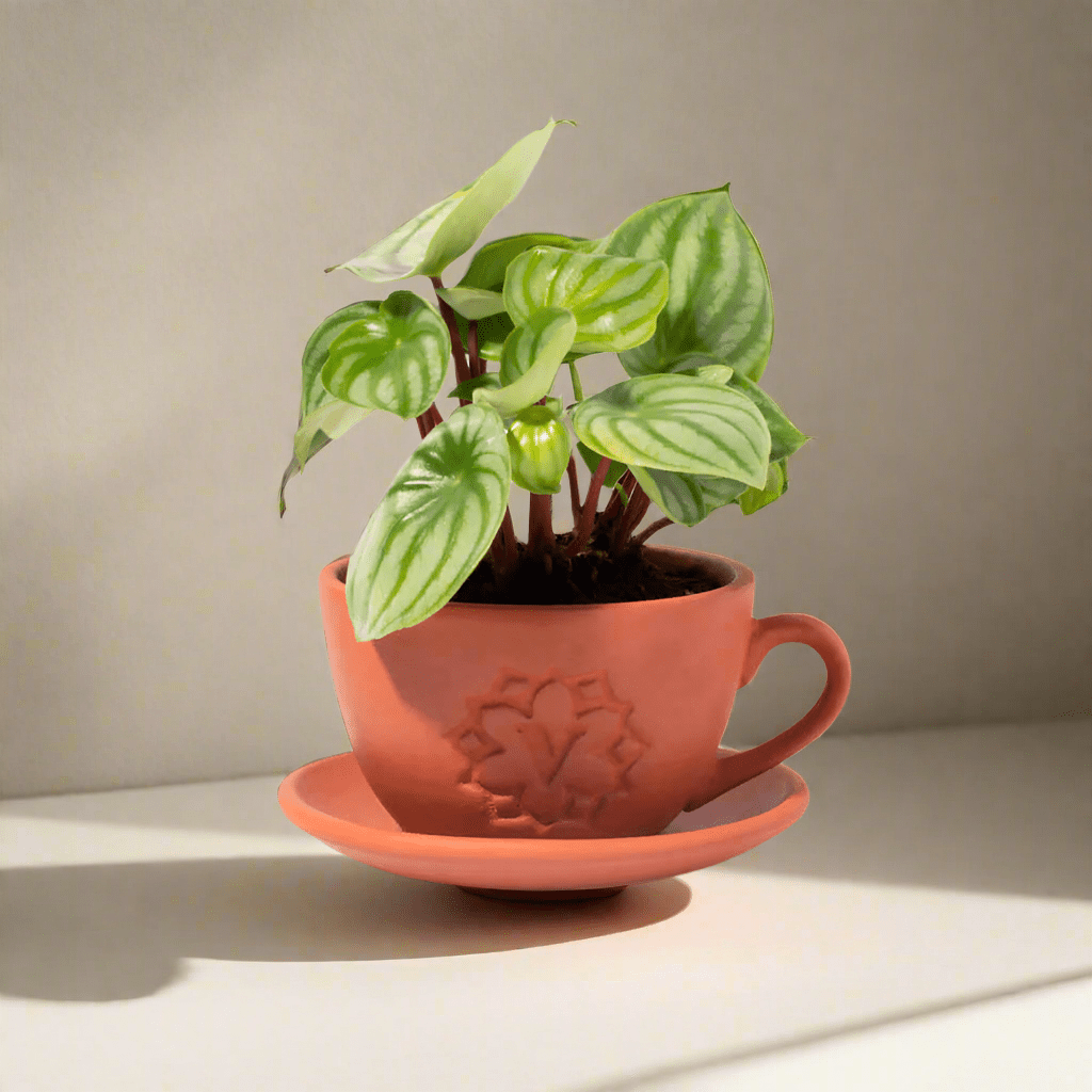 Lyfe Teacup Terracotta Signature Planter – Empty - Cheeky Garden