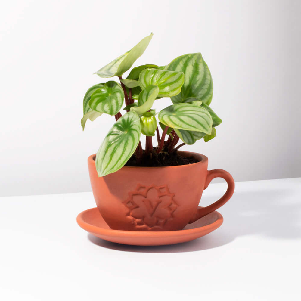 Lyfe Teacup Terracotta Signature Planter – Empty - Cheeky Garden
