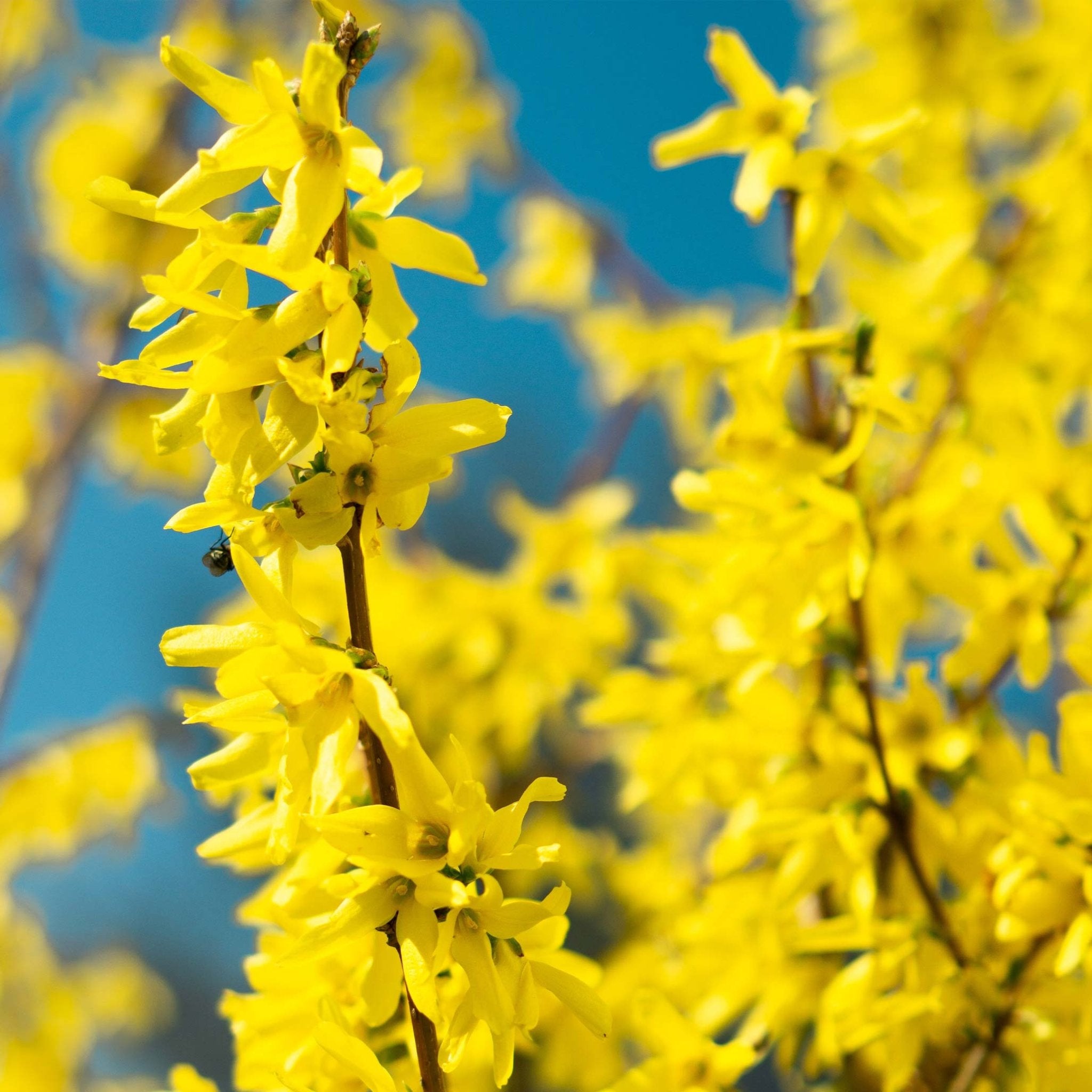 Lynwood Gold Forsythia Shrub - Cheeky Garden