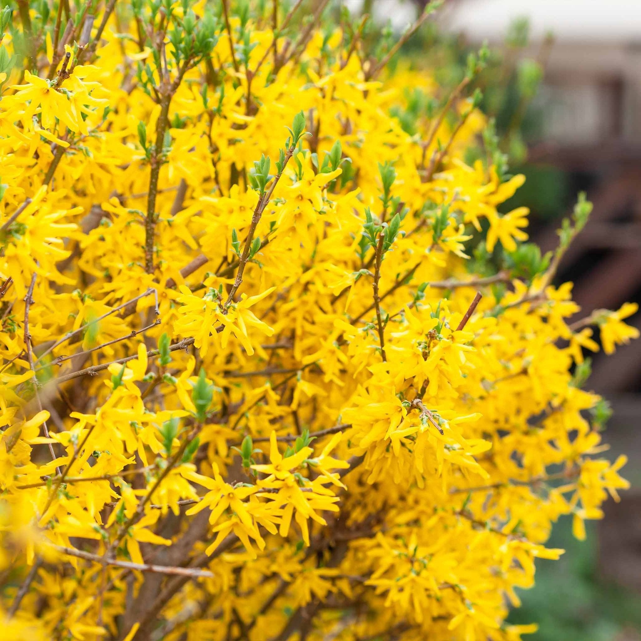 Lynwood Gold Forsythia Shrub - Cheeky Garden