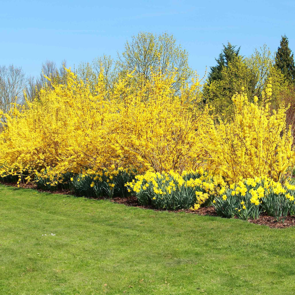 Lynwood Gold Forsythia Shrub - Cheeky Garden