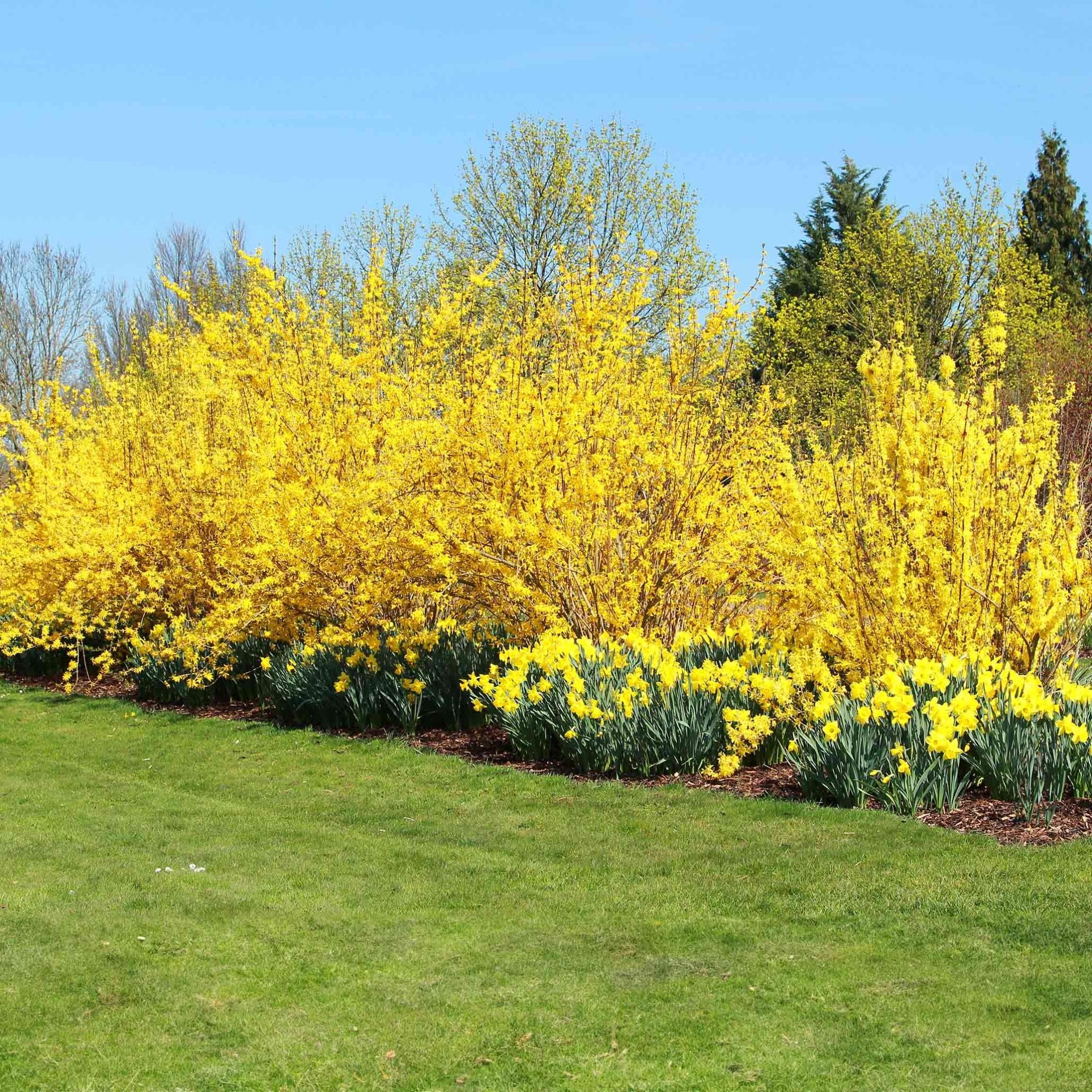 Lynwood Gold Forsythia Shrub - Cheeky Garden