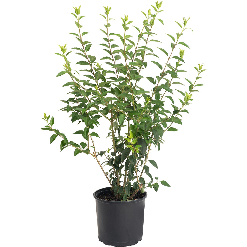 Lynwood Gold Forsythia Shrub - Cheeky Garden