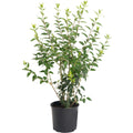 Lynwood Gold Forsythia Shrub - Cheeky Garden